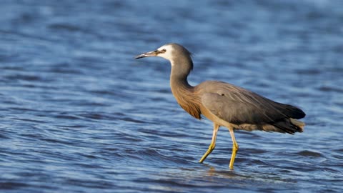 White-faced Heron Fishing in New Zealand Waters