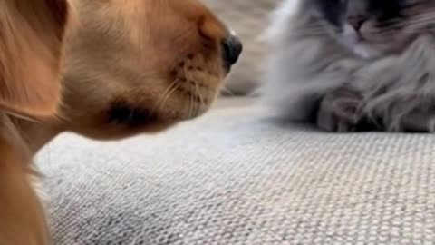 🐶😺 This Cat and Dog Moment Is Too Cute to Ignore ❤️✨