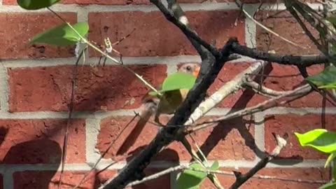 Cardinal vs Orb Weaver