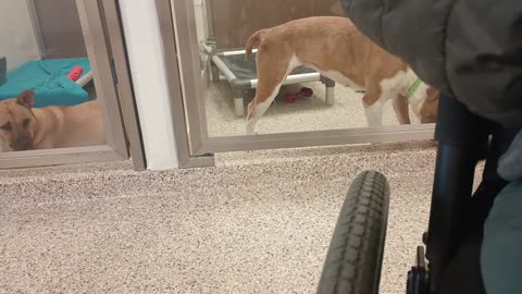 Tia 2y A866369 kennel 92B small doggies PACC shelter she barks@ passersby 4 companionship_20250611_66