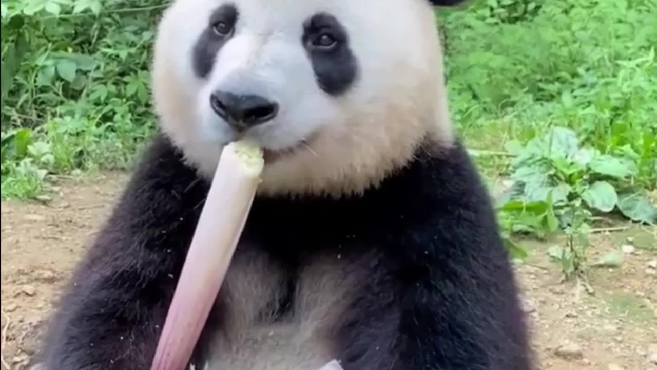 “He’s Not Eating… He’s DESTROYING That Snack! 🐼💥”