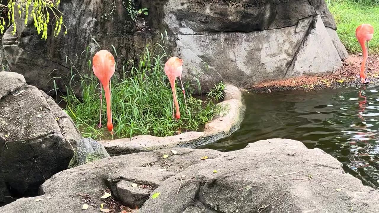 Flamingo