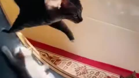 第一次做家长的猫咪