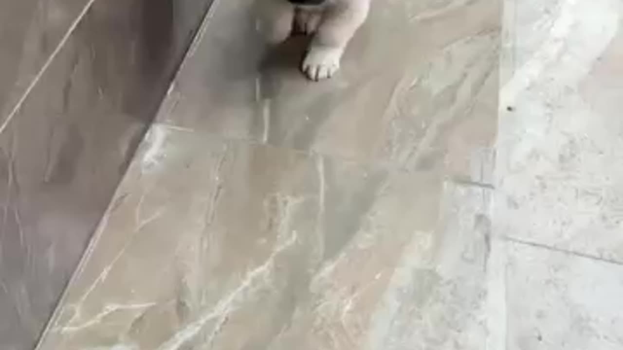 Too cute to be guilty… but definitely up to something! 🐶😇