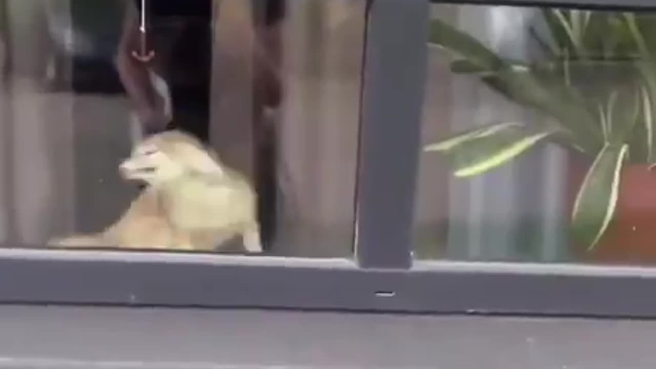 A Cute Little Fennec Fox