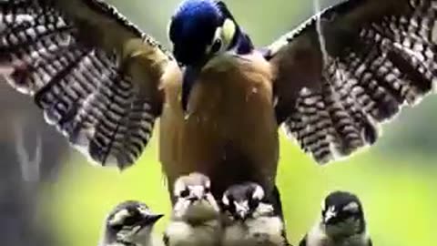 Shelter of Love! 💖 A Blue Jay’s Motherly Wings Create a Safe Haven Amid the Storm! 🐦✨🌿