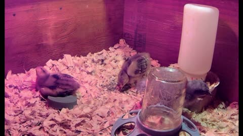 Chicks!