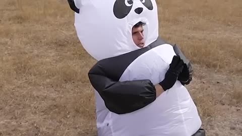 funny animals videos