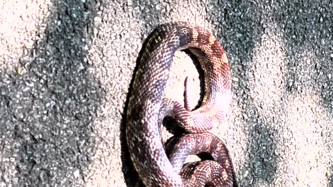 Snake Nearly Met Its End