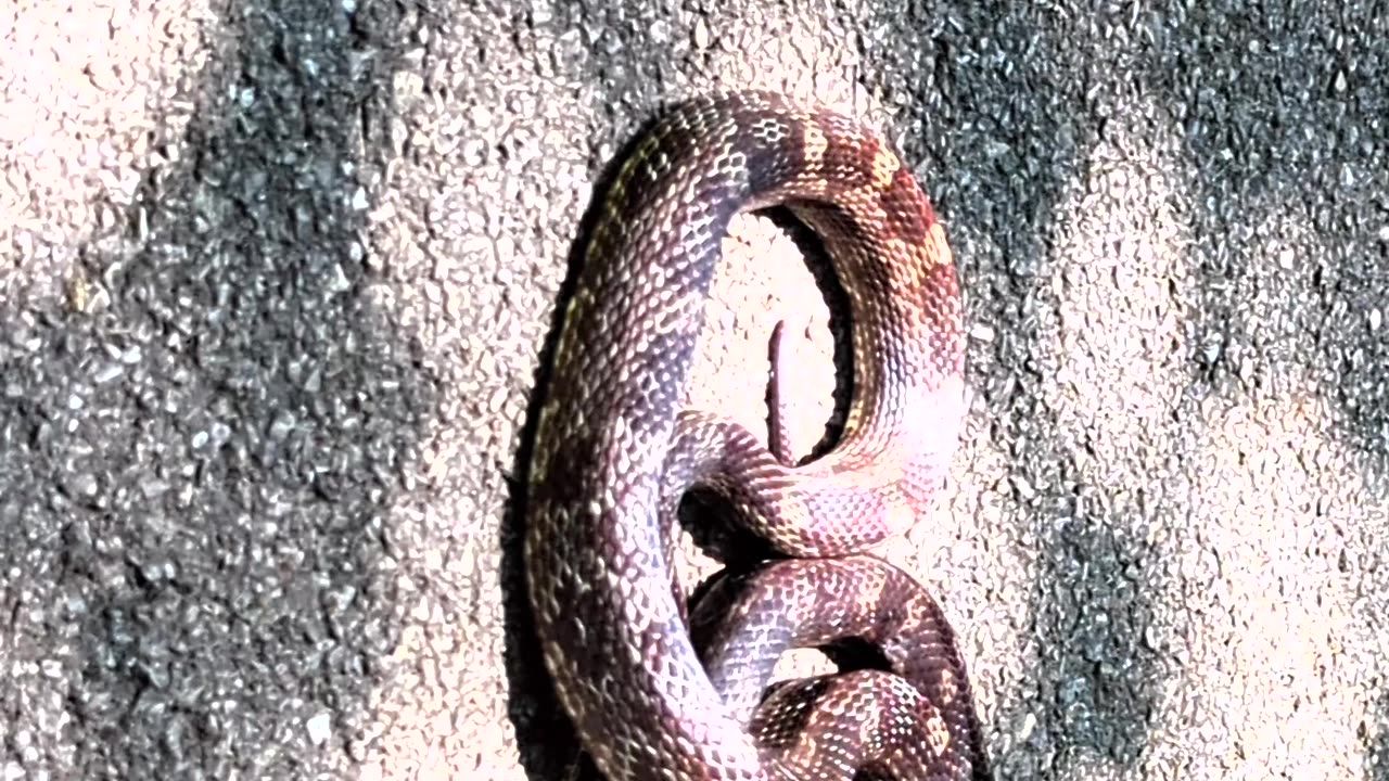 Snake Nearly Met Its End