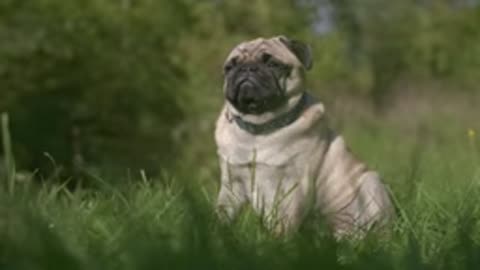 Dogs Barking Sound Effect 🔊🐶🎶 #DogSounds #BarkingDogs #SoundEffects