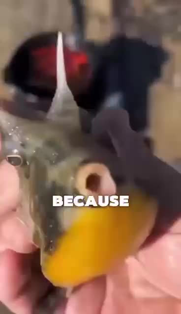 Longhorn Cowfish (Lactoria cornuta).