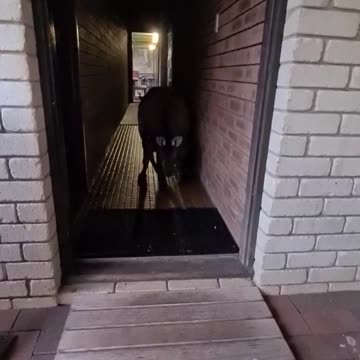 Kangaroo diaries only in Australia 🇦🇺