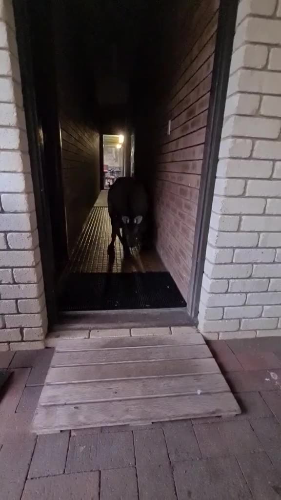 Kangaroo diaries only in Australia 🇦🇺