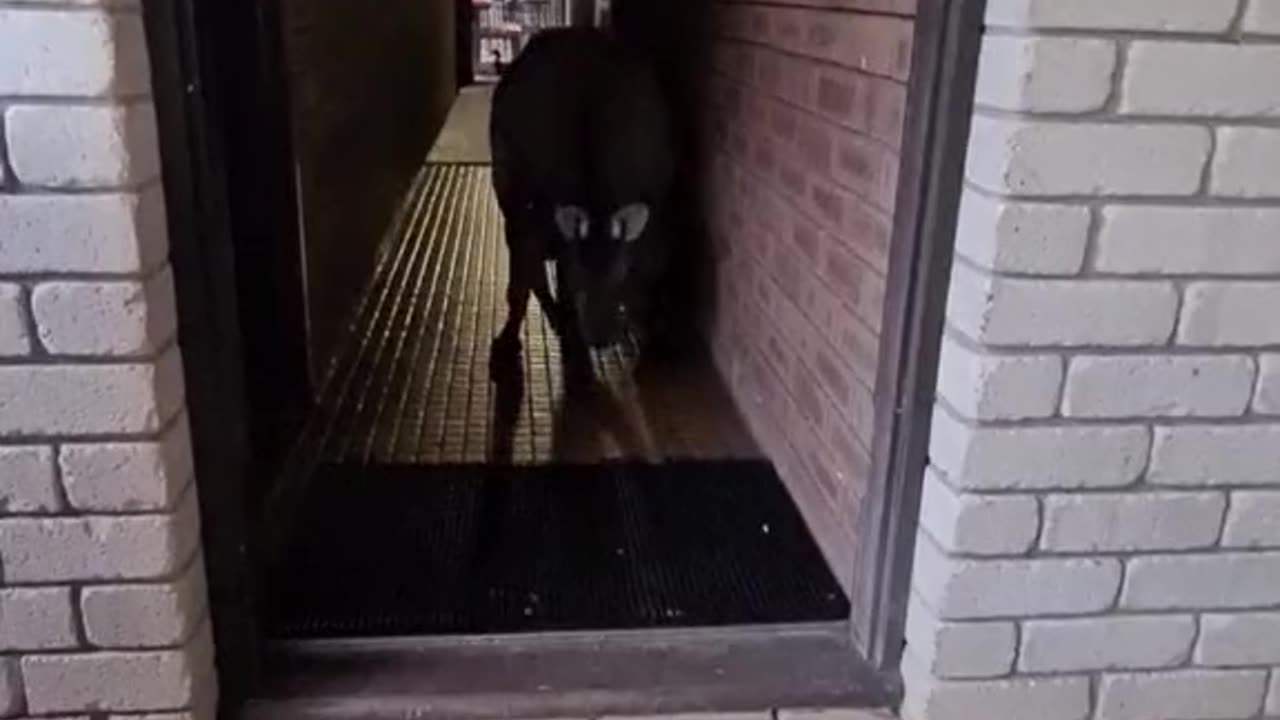 Kangaroo diaries only in Australia 🇦🇺
