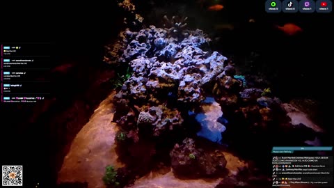 24/7 Real Live Reef Stream
