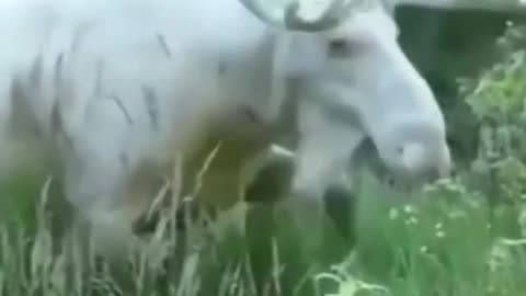 Pretty white deer