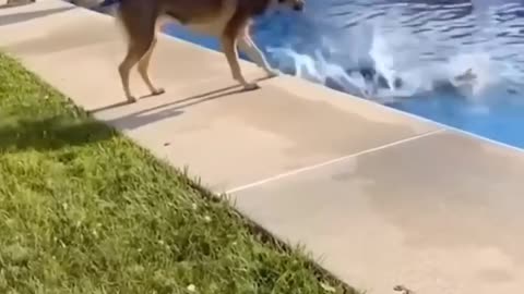 Funny Animals 2024 😂 - Funniest Cats and Dogs video 🐱 🐶 #shorts.mp4