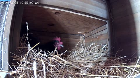 What Happens Inside A Nesting Box?
