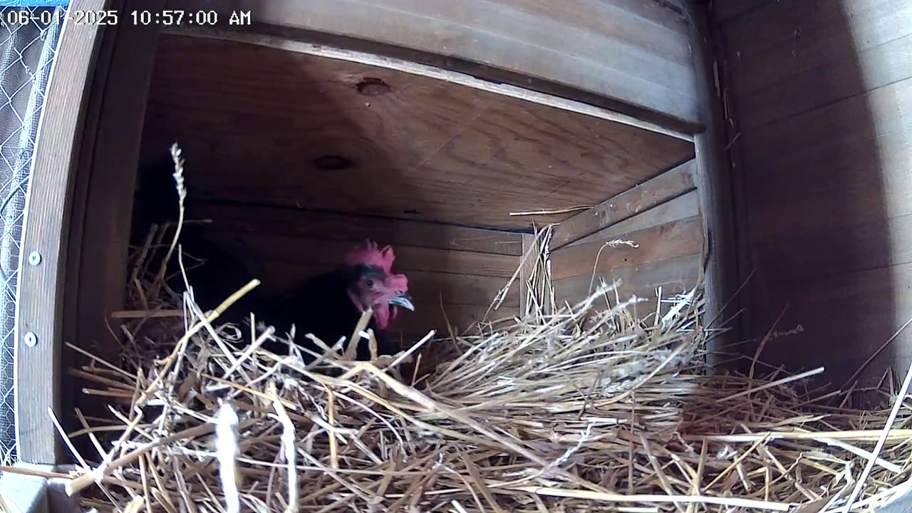 What Happens Inside A Nesting Box?