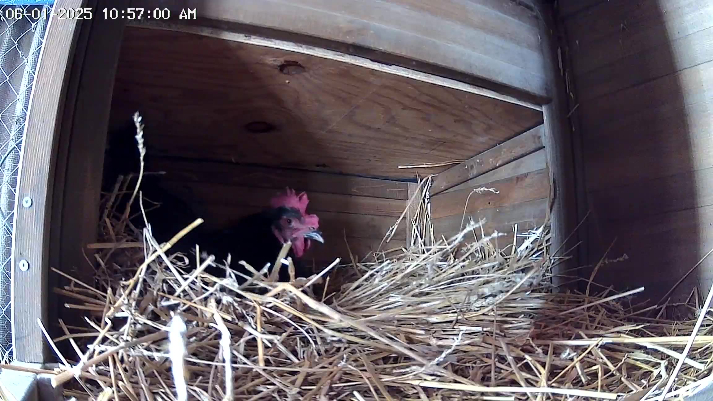 What Happens Inside A Nesting Box?