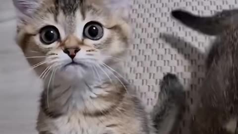 FUNNY CAT'S VIDEO 🤣🤣