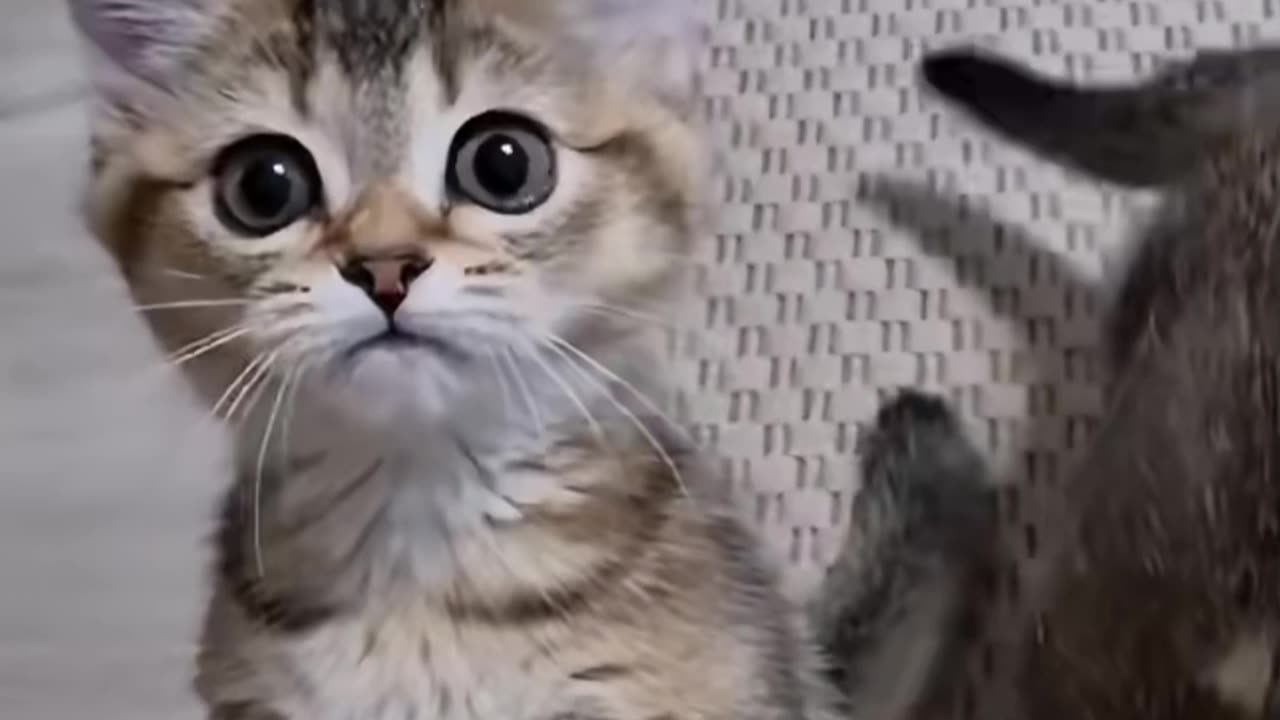 FUNNY CAT'S VIDEO 🤣🤣