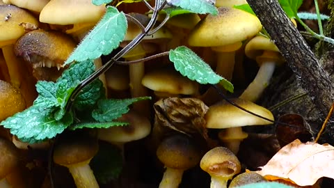 This GIANT Fungus is Eating Oregon ALIVE! The World’s LARGEST Organism Will Blow Your Mind!