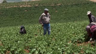 Lebanon's worst drought on record drains largest reservoir