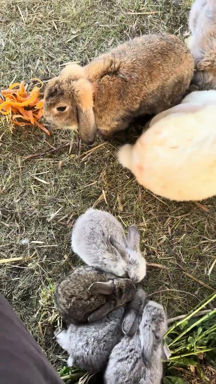 babykanin tar sina första hopp