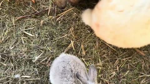 babykanin tar sina första hopp