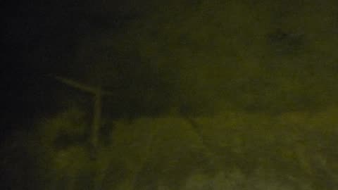 Fish in the pond