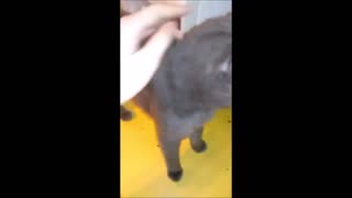 Windigo videos collab