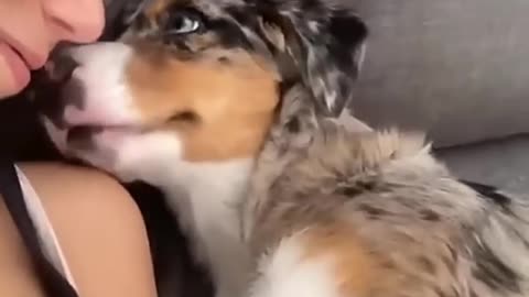 Dogs being idiots 7 🤣🐕 #funnydog #funnypet #cutedog #dog #shorts