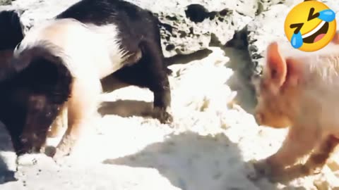This is Best funnest Animal moment of the year Must laugh