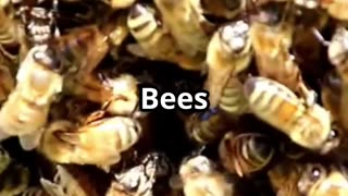 🧠🌡️Honeybees Buzzing Heaters of the Hive! 🐝🔥🌼