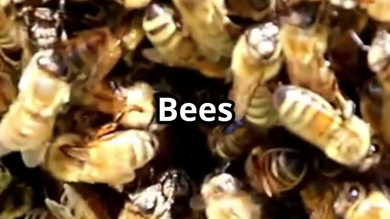 🧠🌡️Honeybees Buzzing Heaters of the Hive! 🐝🔥🌼