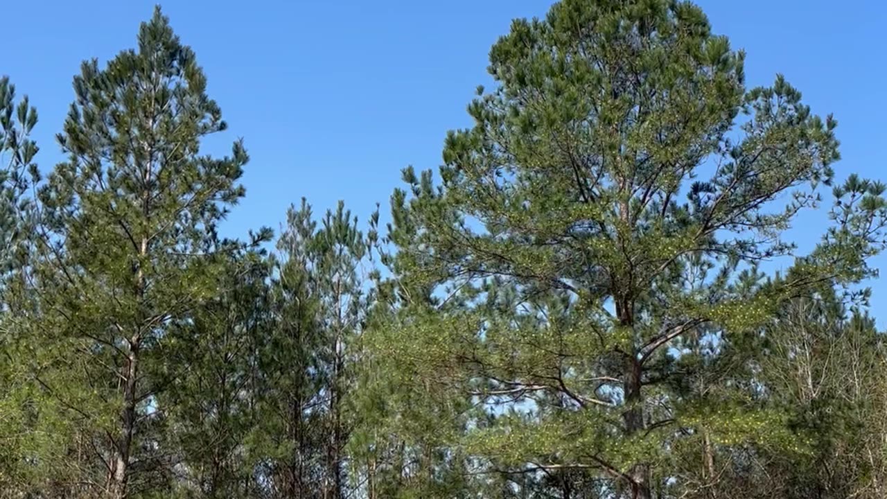 Fallen Tree Releases Huge Cloud of Pollen