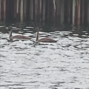Swans ?