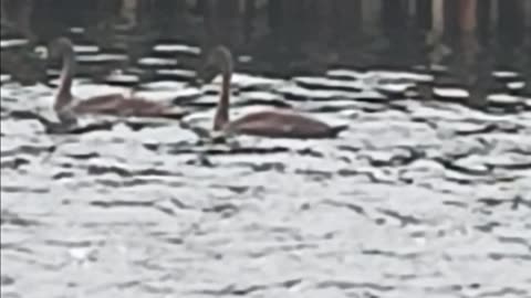 Swans ?
