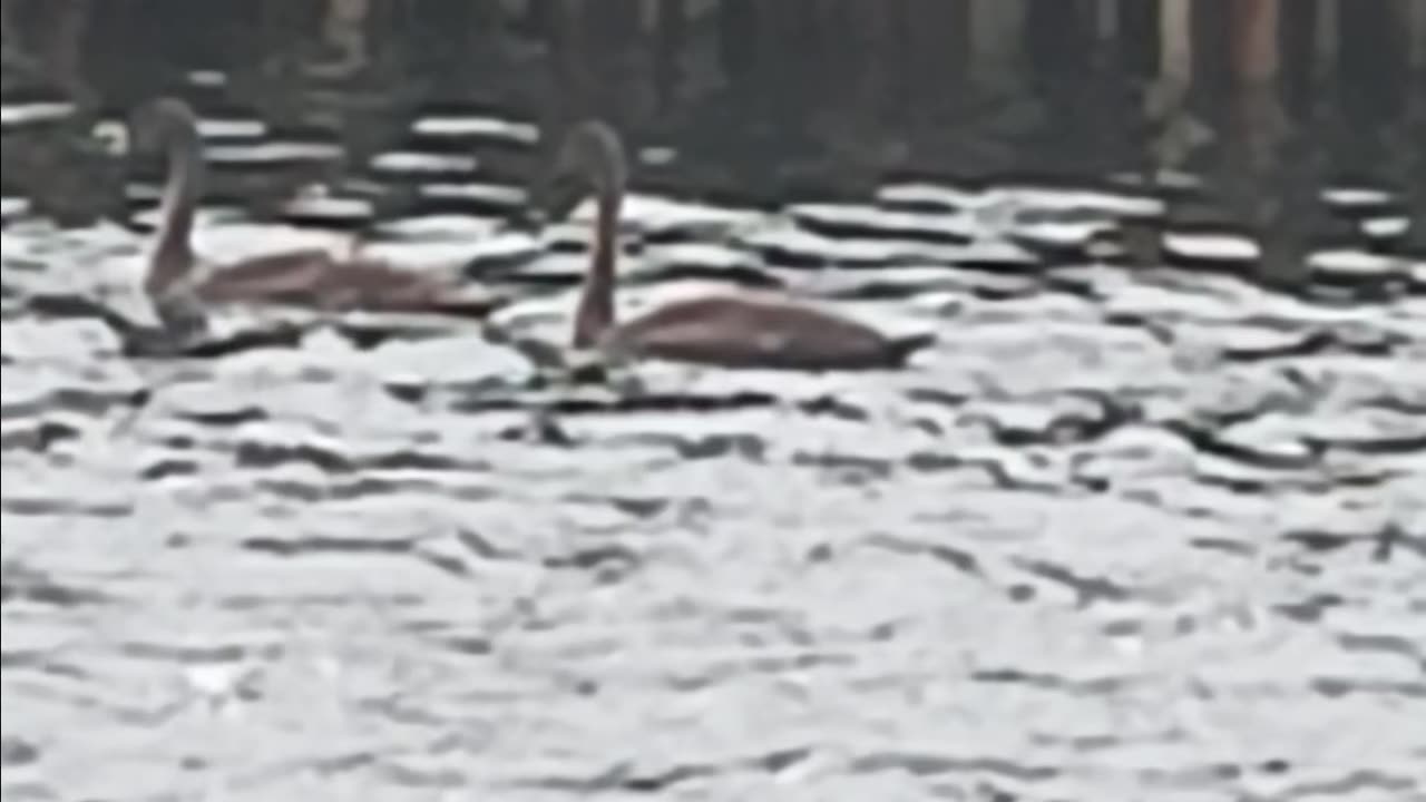 Swans ?