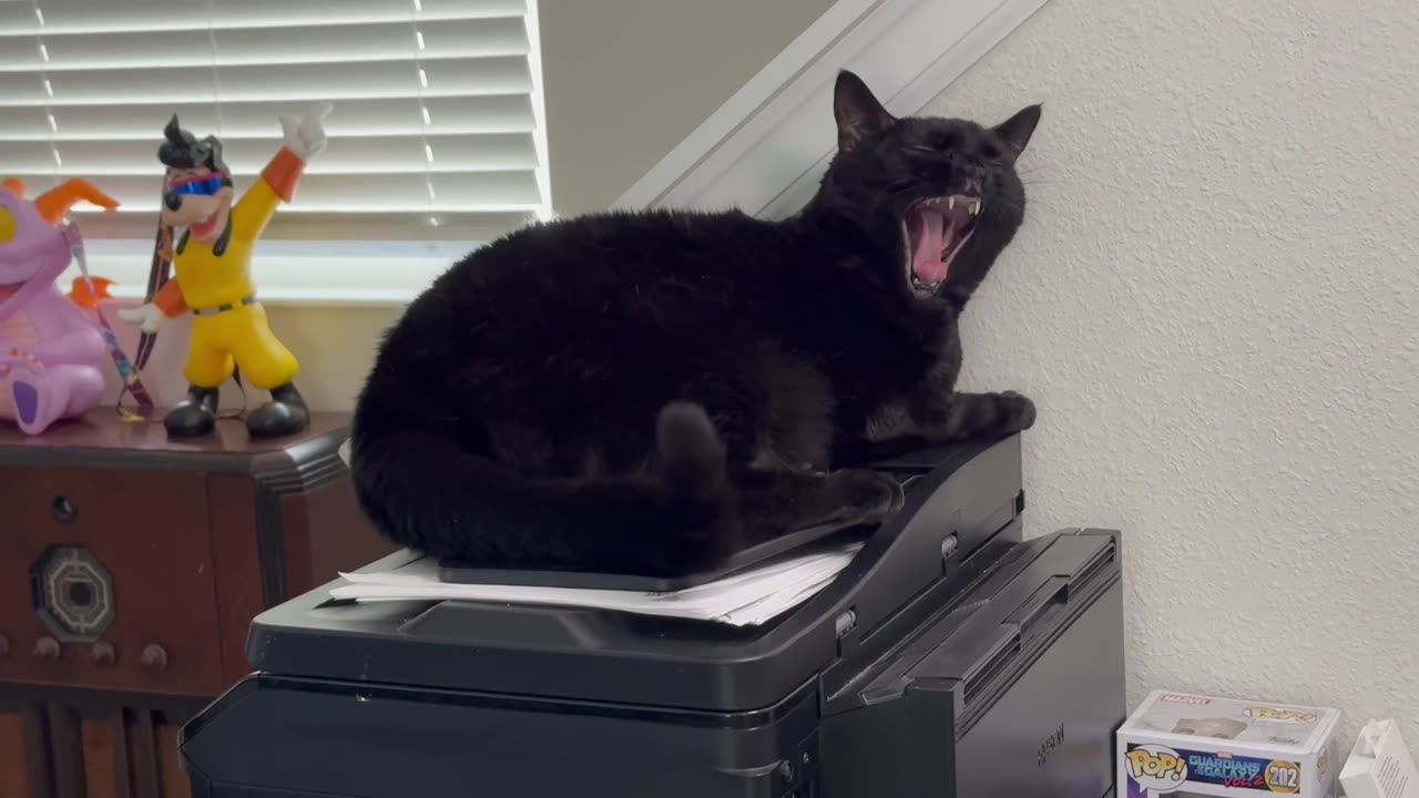 Cute Piper Cat Looks Sweet on the Printer - My Adopted Shelter Cat Vlog