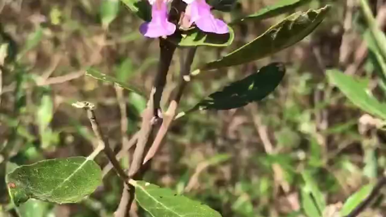 Reserva Ecológica Verdes Pastos