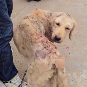 Chains, wounds and abandonment... But he chose to trust again. 🙌🐾