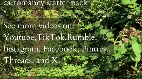 Spark Of Transformation | Path and Tarot Reading