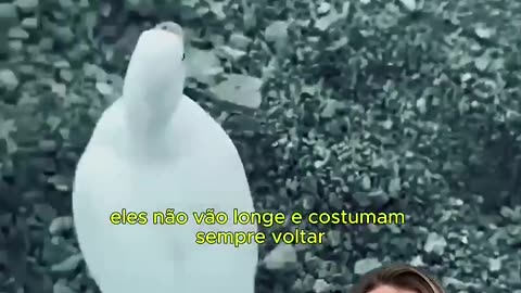 Fofo ha não quero um pato