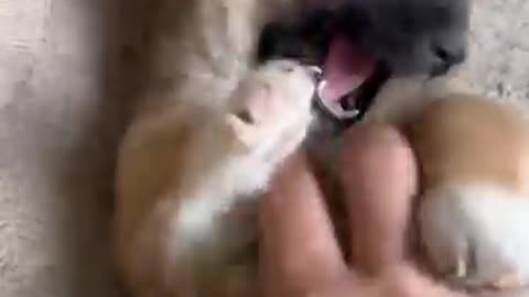 Very funny puppy 😀