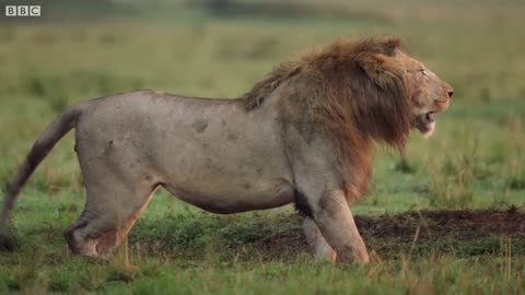 Lion Trapped by Clan of Hyenas