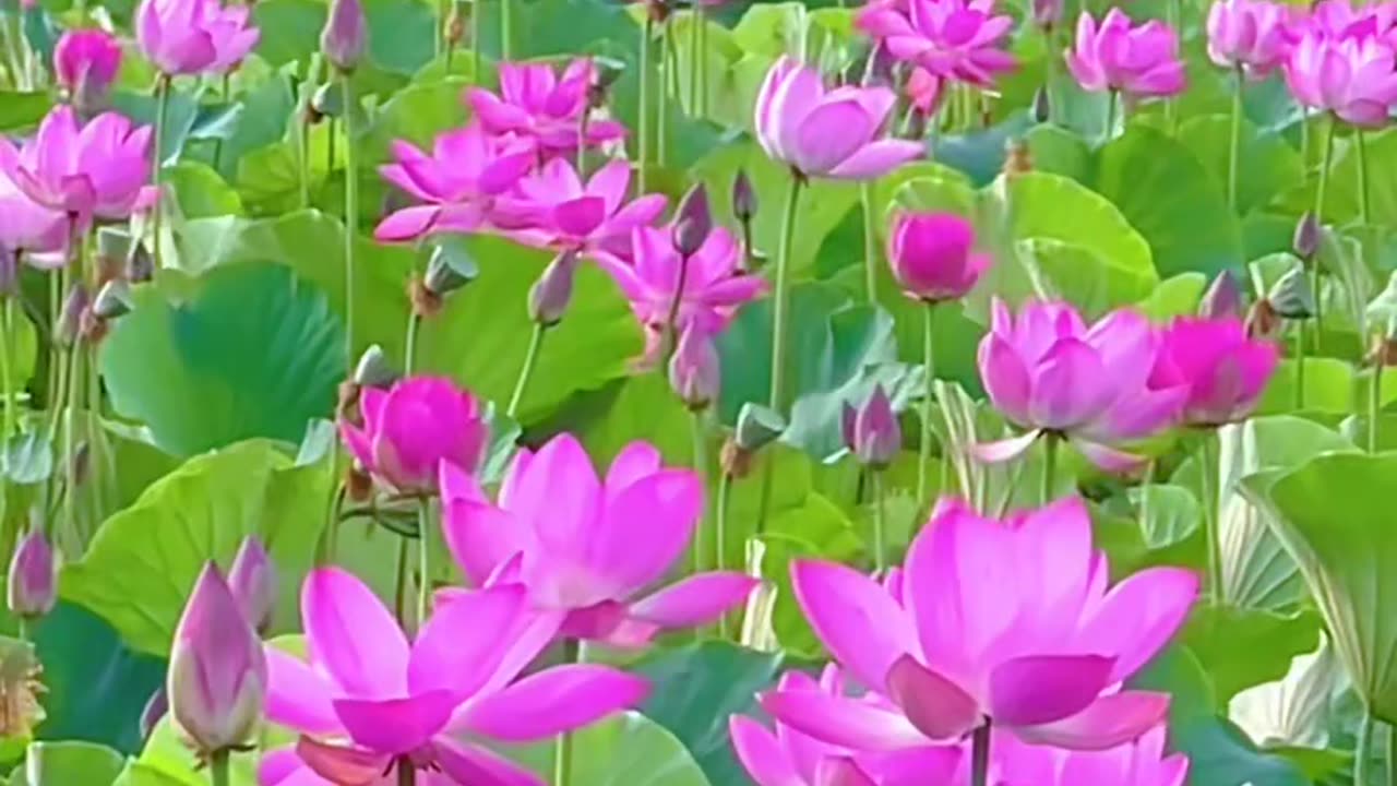 Beautiful
