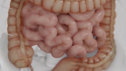 Expert's Guide on Pure Herbal Digestion Support